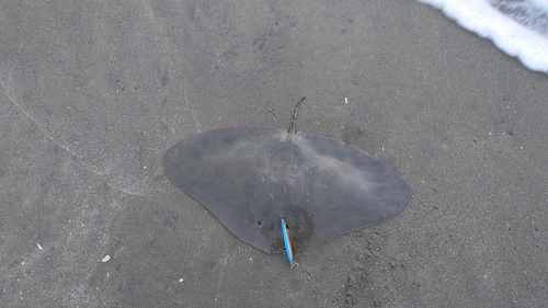 ツバクロエイの釣果