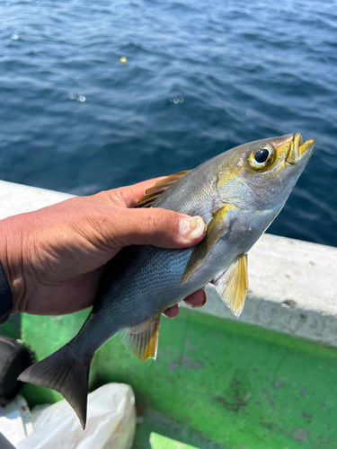 イサキの釣果