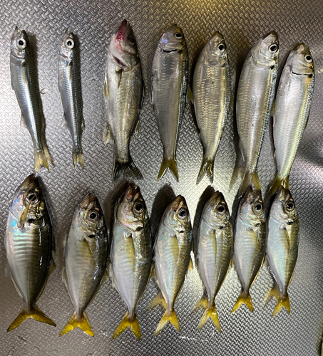 アジの釣果