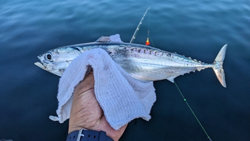 ソウダガツオの釣果