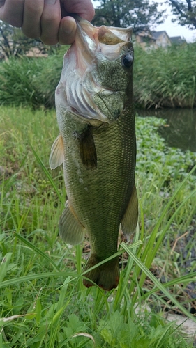 ラージマウスバスの釣果