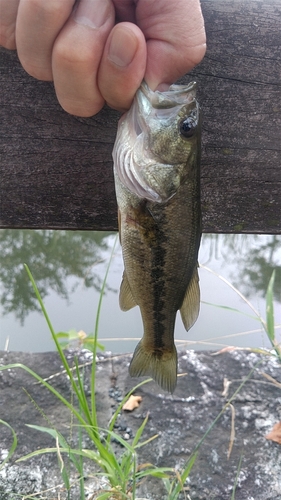 ラージマウスバスの釣果