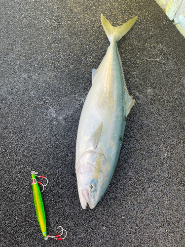 イナダの釣果