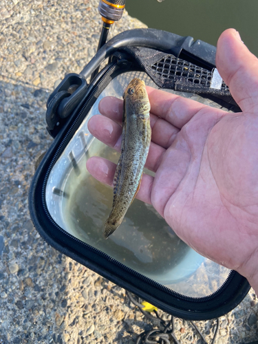 マハゼの釣果