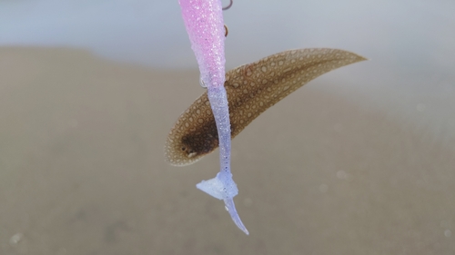 シタビラメの釣果