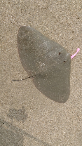 ツバクロエイの釣果