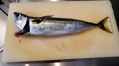 サバの釣果