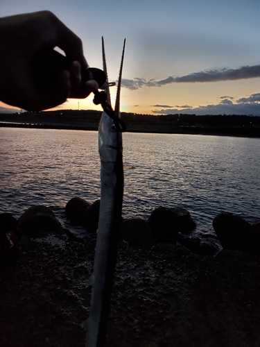 ダツの釣果