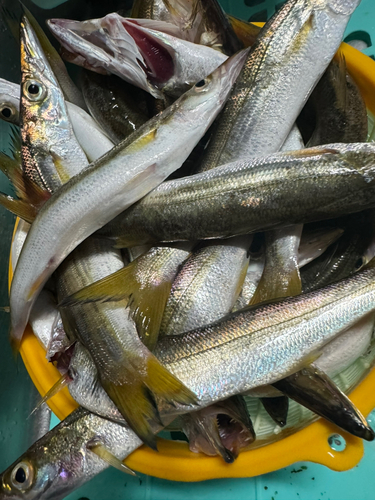 カマスの釣果