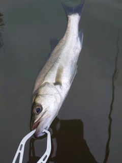 スズキの釣果