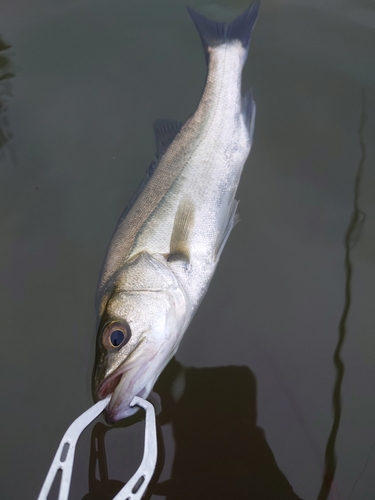 スズキの釣果