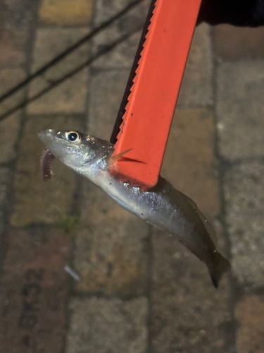 キスの釣果