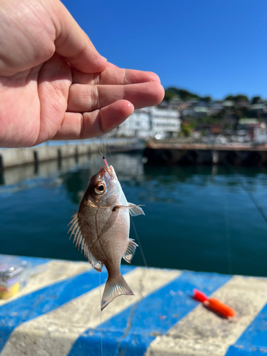 タイの釣果