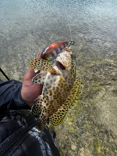 イシミーバイの釣果