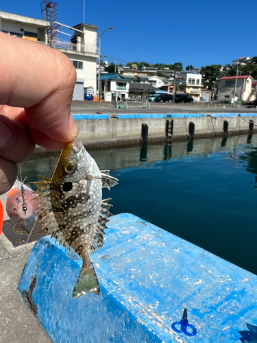 アイゴの釣果