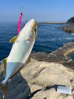 ネリゴの釣果