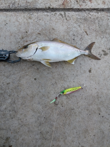 ショゴの釣果