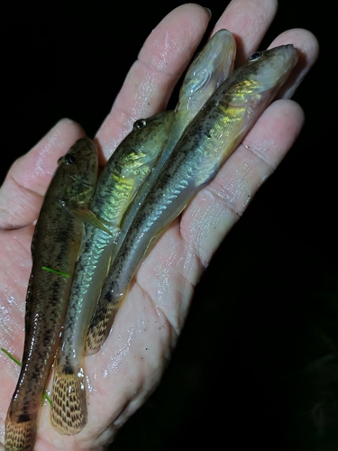 ハゼの釣果