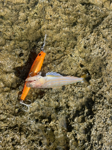 オキエソの釣果