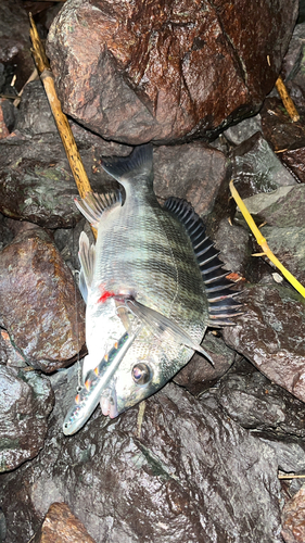 チヌの釣果