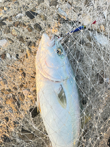 ハマチの釣果