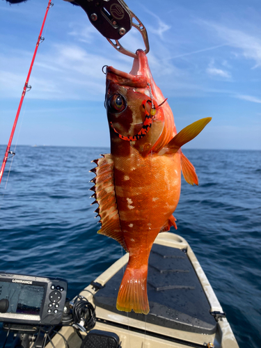 アカハタの釣果