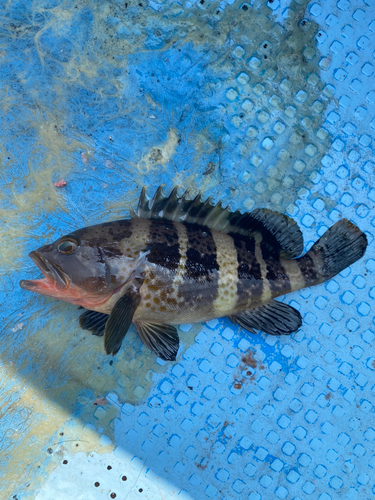 アオハタの釣果