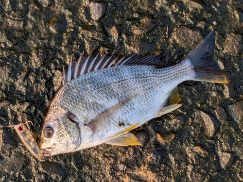 キビレの釣果