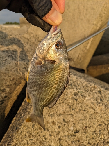 キビレの釣果