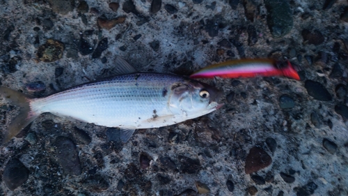 コノシロの釣果