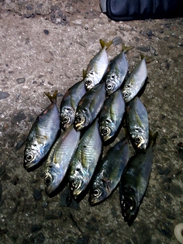 アジの釣果