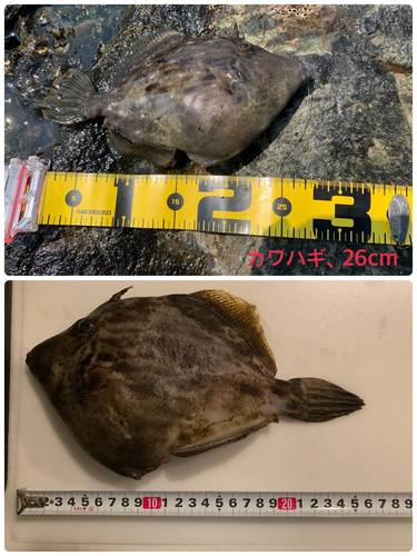 カワハギの釣果