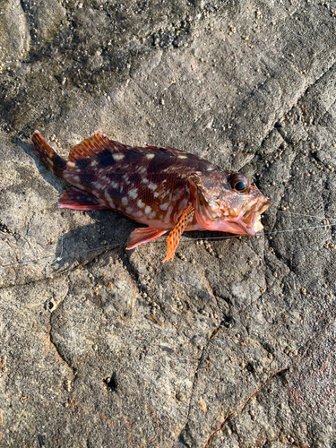 カサゴの釣果