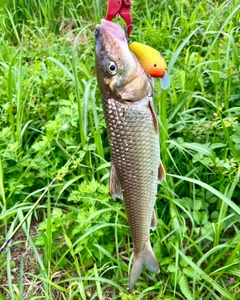 ニゴイの釣果