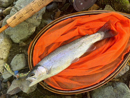 ニジマスの釣果