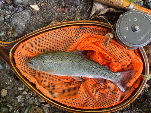 ニジマスの釣果