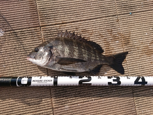 クロダイの釣果