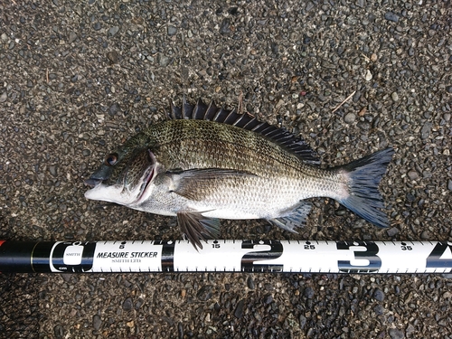 クロダイの釣果