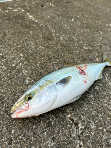 ツバスの釣果