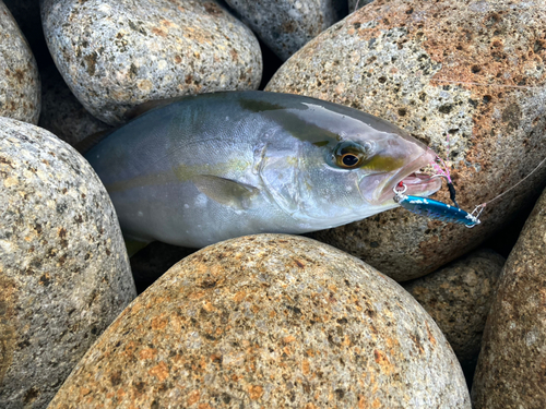 ショゴの釣果