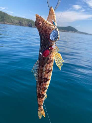 エソの釣果