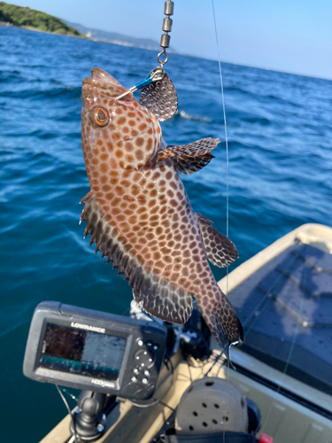 オオモンハタの釣果