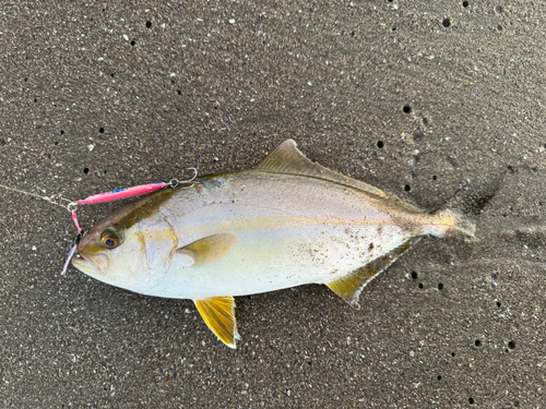 ショゴの釣果