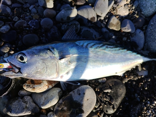 スマガツオの釣果