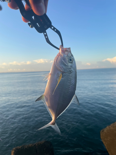 メッキの釣果