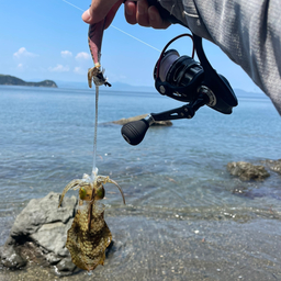 アオリイカ