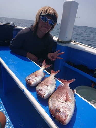 マダイの釣果