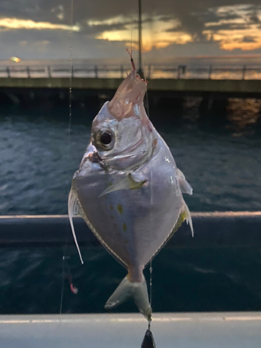 セイタカヒイラギの釣果