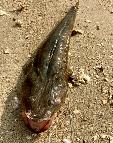 マゴチの釣果