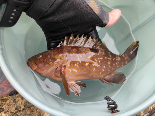 キジハタの釣果